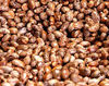 high oil content castor seeds with competitive price