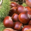 fresh chestnut