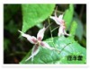 Icariin 60% epimedium extract powder