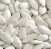 New crop 2011 snow white Pumpkin Seeds with good quality 11mm-13mm,11cm-13cm