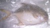 frozen pomfret