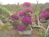 Bougainvillea Spectabilis Willd