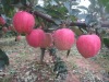 fresh red star apple with applicable price high quality