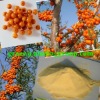 organic sea buckthorn powder