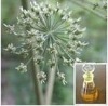 100% pure natural plant extract Angelica essential oil with high quality and reasonable price for hot sale