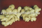 Shandong Fresh Ginger Size: 50g up--300g up.