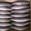 Wholesale Land Frozen Fresh Seafood Pacific Mackerel in China