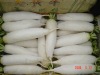 Fresh White Radish