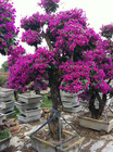 Bougainvillea Spectabilis Wild