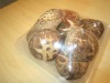 Top Quality 5cm up Shiitake Mushroom